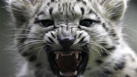On the Presence of Snow Leopards in Sochi - The Atlantic