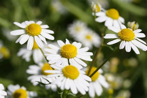 N S Os Cachorros No Jap O Plantas Que Curam Camomila Comum