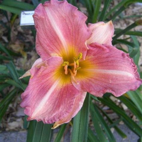 Daylily Hemerocallis Paisley S Promise In The Daylilies Database