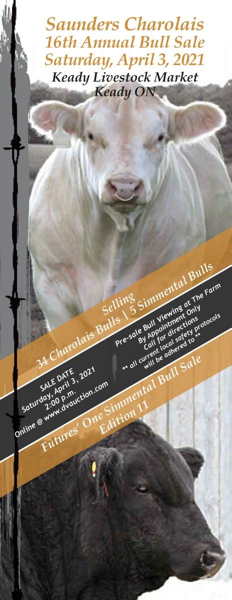 Saunders Charolais 16th Annual Bull Sale Golden Thread Livestock Images