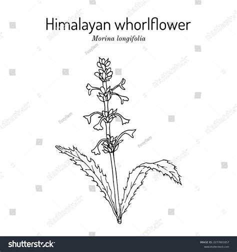 Himalayan Whorlflower Morina Longifolia Medicinal Plant Stock Vector