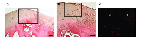 Hematoxylin Eosin Stained Histology Sections Of The Defect Edge At 8