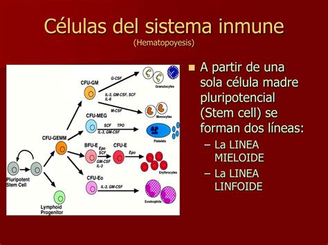 Ppt CÉlulas Y Organos Del Sistema Inmune Powerpoint Presentation Id