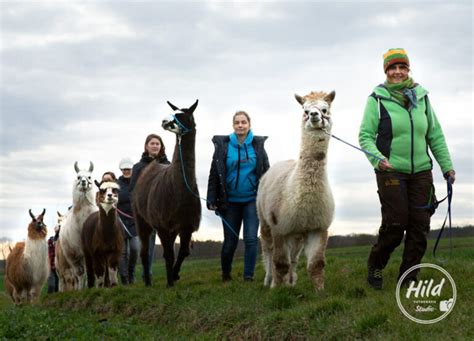 Tiergest Tzte Therapie Mit Alpakas Und Lamas Orenda Ranch Institut