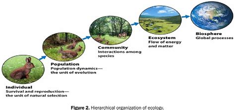 Community Examples Ecology