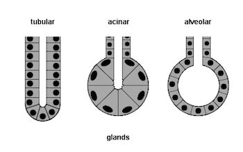 Alveolar vs. Tubular Glands: Definition, Shapes & Examples - Video & Lesson Transcript | Study.com