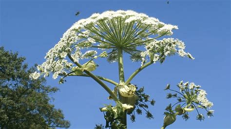 Heracleum Mantegazzianum Giant Hogweed In Bloom HD Wallpaper Pxfuel