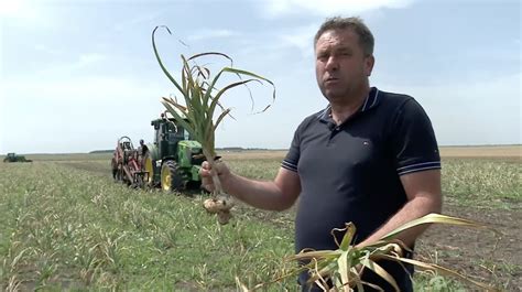 Valentin Jecu fermier Avem un nou soi de usturoi românesc creat de