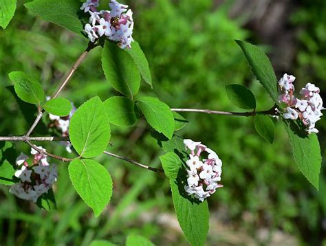 Viburnum carlesii page