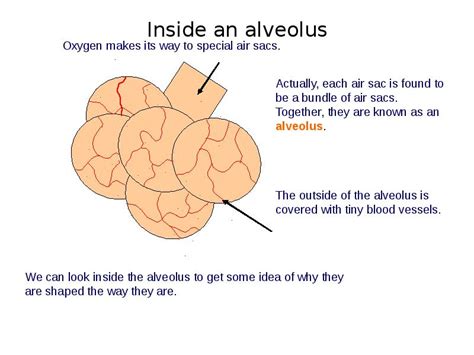 Ks Biology The Breathing System