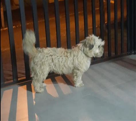 Cachorrinho Bob Desapareceu De Resid Ncia No Bairro Neva Cgn