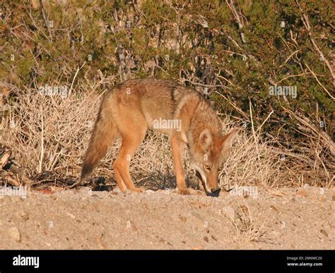 Coyote in Desert in California Stock Photo - Alamy