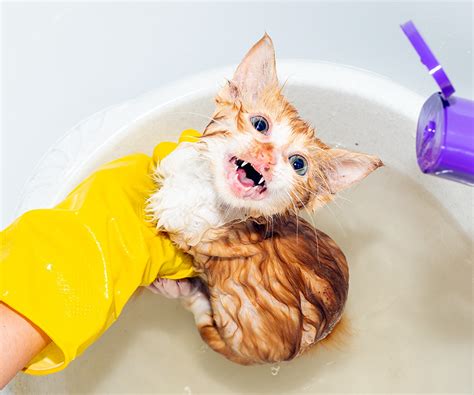 How to Give Your Cat a Flea Bath | Hartz