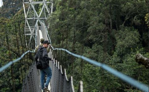 Canopy Walk In Nyungwe Forest National Park Canopy Walk