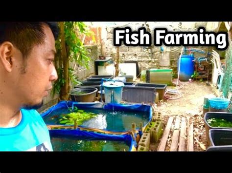 Simple Fish Farming At Home Youtube