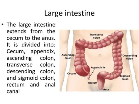 Anatomy Of Small And Large Intestine Ppt