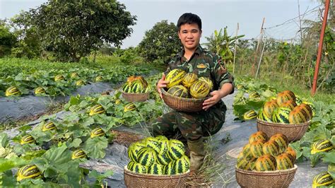 Harvesting Golden Honeydew Melon Goes To Countryside Market Sell