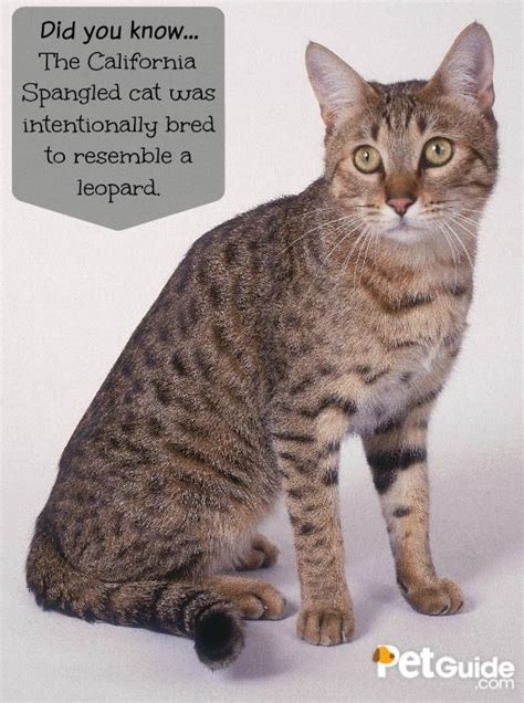 California Spangled Cat Breed Information and Pictures - PetGuide | Cat breeds, Cats, Domestic cat