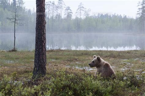 European Brown Bear Ursus Arctos Kuhmo Finland Scandinavia