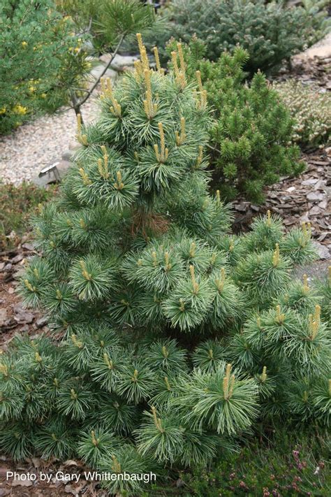 Buy Pinus Parviflora Goldilocks Variegated Japanese White Pine — Mr Maple │ Buy Japanese Maple