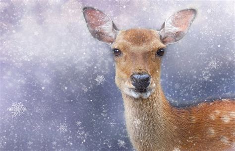 Royalty Free Photo Photo Of Brown Deer Pickpik