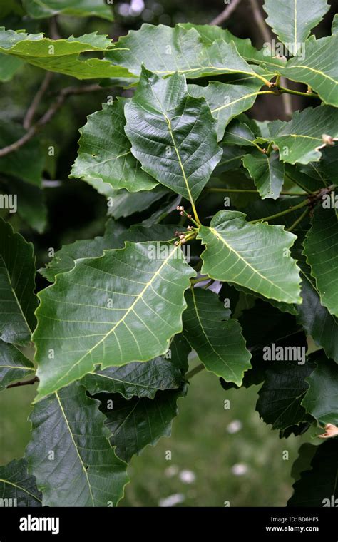 Orientalische weiß Eiche Blätter Quercus Aliena Fagaceae Japan