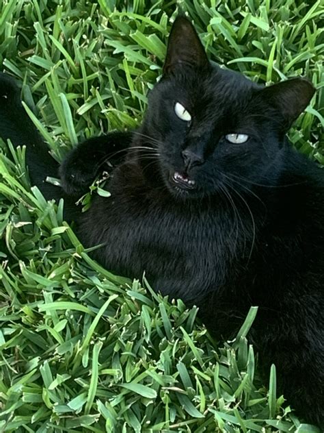 Black cat possible Bombay or American Shorthair - Rockwall Animal Adoptions