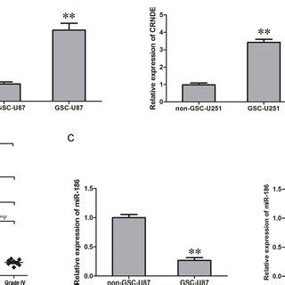 Effect Of Mir On Proliferation Apoptosis Migration And Invasion