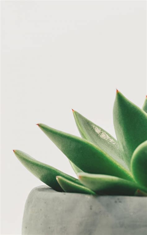 Minimalist Succulent Wallpapers - Wallpaper Cave