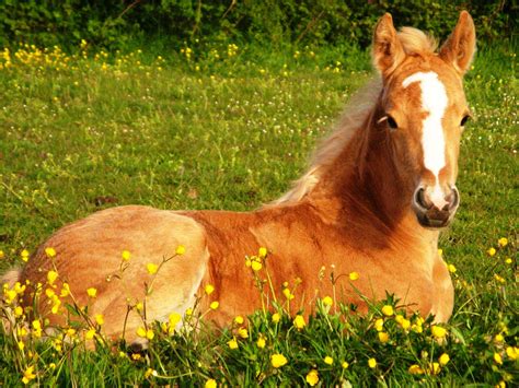 Cute Foals | Cute Horse Wallpapers