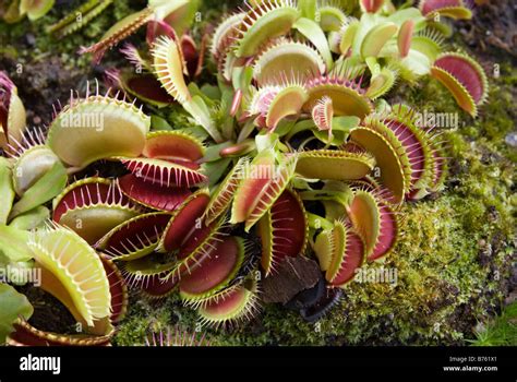 Venus Atrapamoscas Fotograf As E Im Genes De Alta Resoluci N Alamy