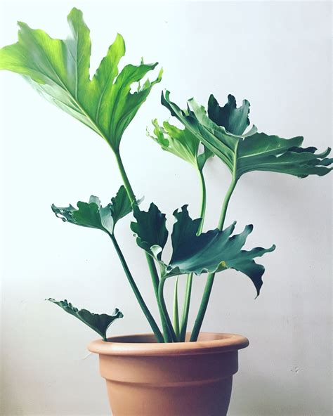 Philodendron Selloum House Plant