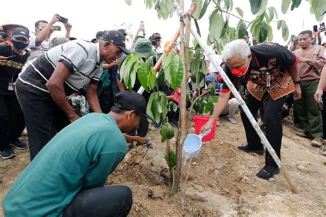 Perkuat Pariwisata Ganjar Tanam Bibit Pohon Di Lahan Gersang