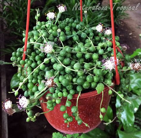 La Popular Suculenta Collar De Perlas O Rosario Senecio Rowleyanus