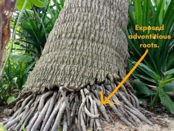 Palm Tree Roots - How Deep Do They Grow? [Facts] | Gardenine