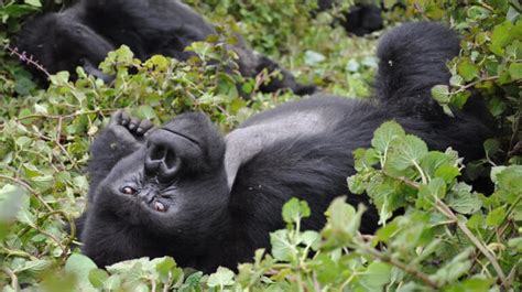 Gorilla Families In Rwanda Volcanoes National Park