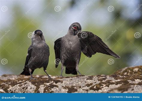 Juvenile Nordic Jackdaw Coloeus Monedula Monedula Waiting To Be Fed By