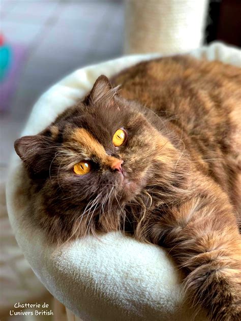 Duree De Vie Dun Chat Par Race Stérilisé Gouttière Domestique J