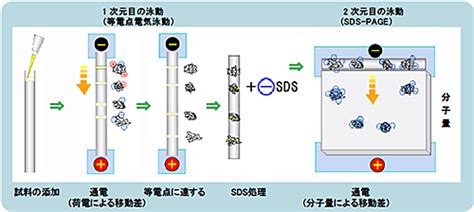 2次元電気泳動の原理と方法 電気泳動 テクニカルインフォメーション アトー株式会社