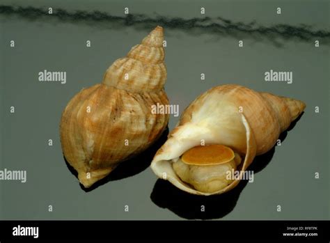 Whelk Sea Shell Hi Res Stock Photography And Images Alamy