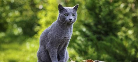 7+ Facts About Russian Blue Cats [Personality, History, Health & More]