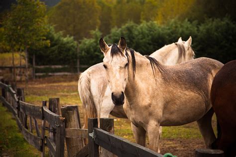 Andalusian Horses On A Ranch Stock Photo Download Image Now Istock