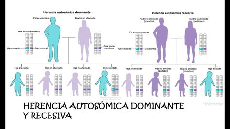 Herencia Autosómica Recesiva