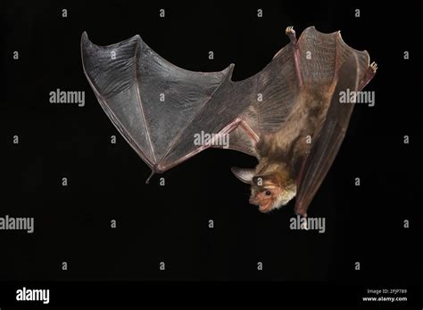 Greater Mouse Eared Bat Myotis Myotis Germany Stock Photo Alamy