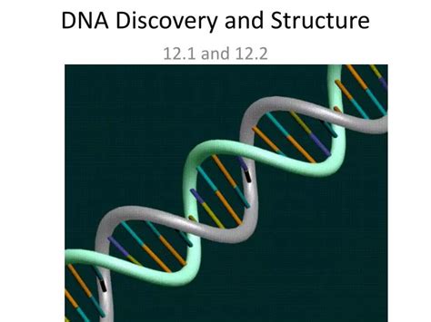 PPT - DNA Discovery and Structure PowerPoint Presentation, free download - ID:6150444