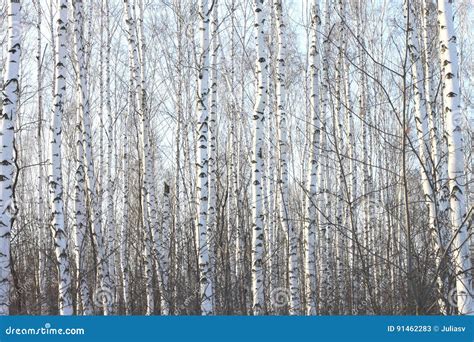 Beaux Arbres De Bouleau En Hiver Image Stock Image Du Rural Lumi Re