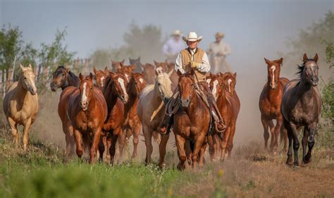 Quarter Horses - 6666 Ranch