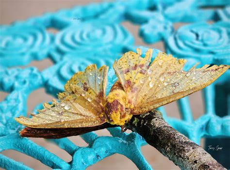 Imperial Moth | Terry Spear's Shifters