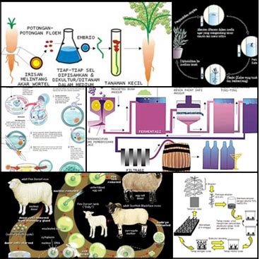 Detail Contoh Dari Bioteknologi Konvensional Adalah Koleksi Nomer 8