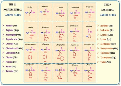 The non-essential amino acids and essential amino acids | Download ...